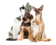 Mazlíčci