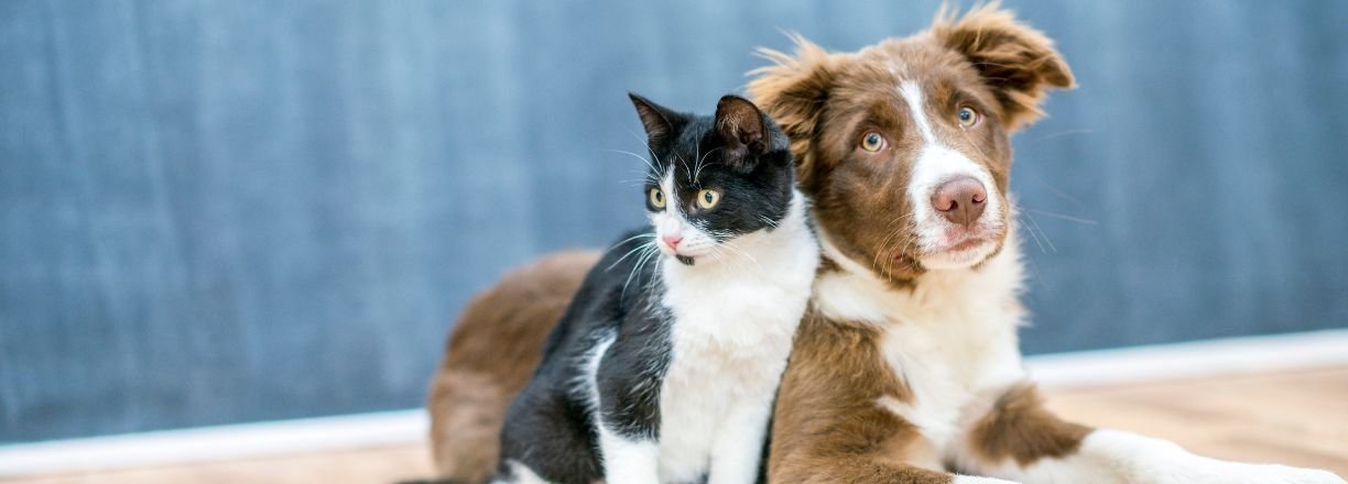 Petissimo slevy akce