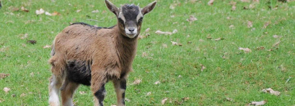 naše-mléko slevy akce kupony