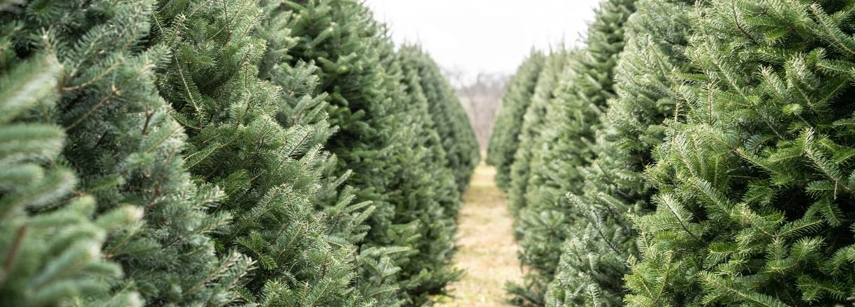 Stromky online slevy