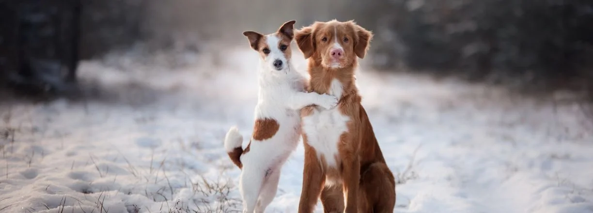 ZooRoyal slevové kódy